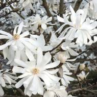 Саджанець Магнолія зірчаста Роял Стар в контейнері